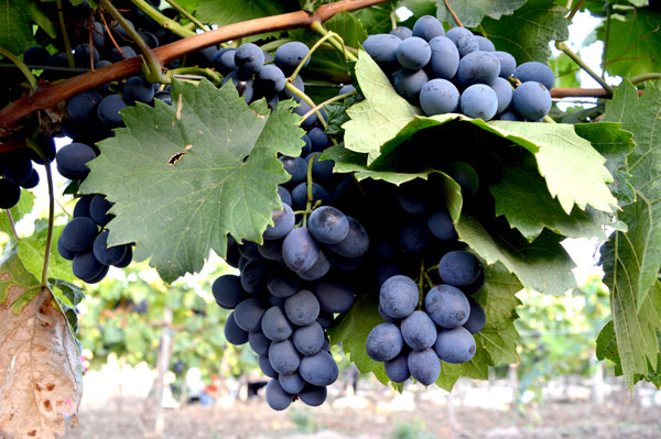 grapes-moldova